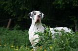 DOGUE ALLEMAND 782